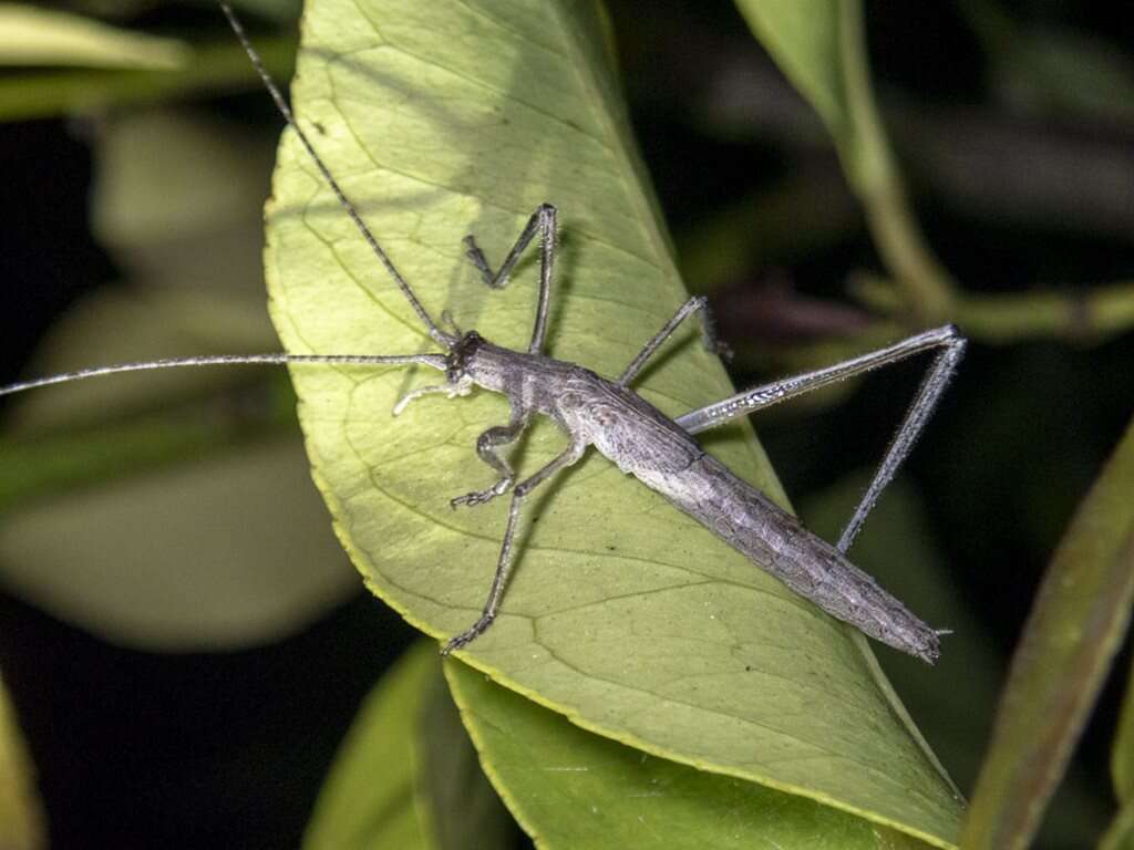 Image of Zaprochilus