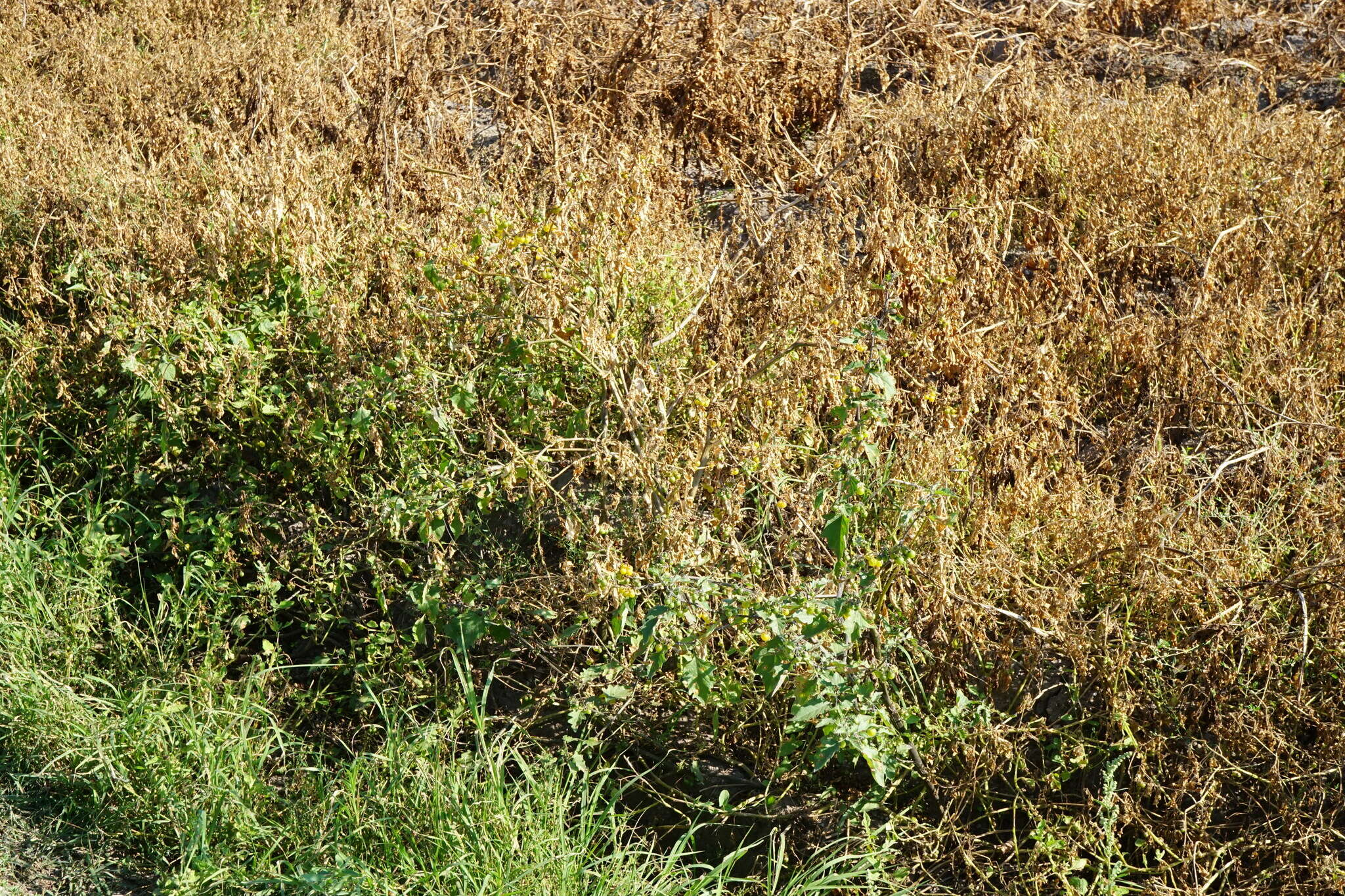 Image of Solanum nigrum subsp. nigrum