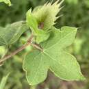 Image de Gossypium herbaceum subsp. africanum (Watt) Vollesen