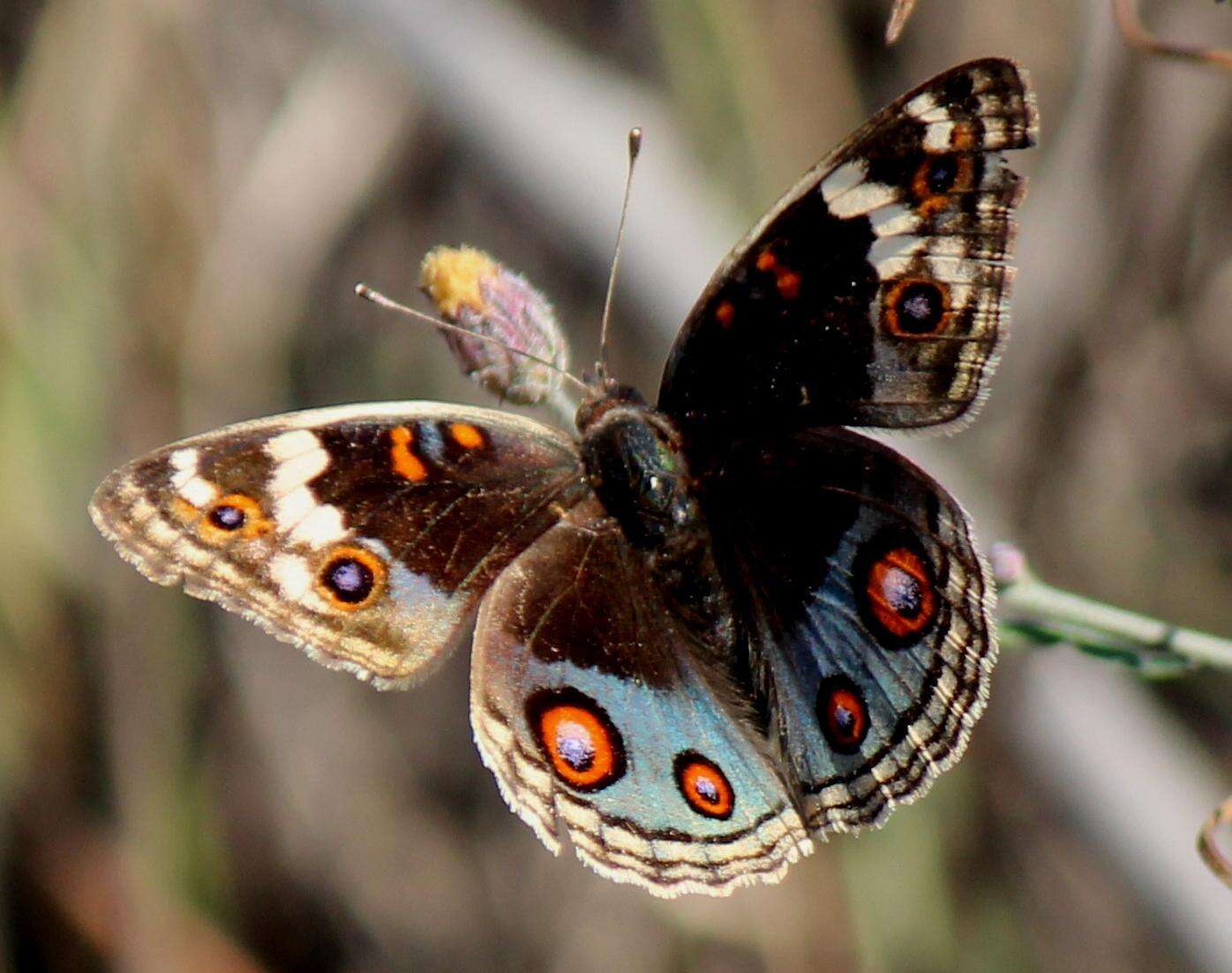 Слика од Junonia orithya madagascariensis Guenée 1872