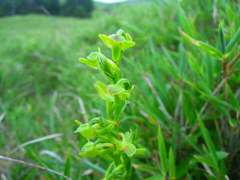 Image of Platanthera pachyglossa Hayata