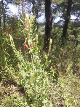 Слика од Oenothera anomala Curt.