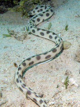 Image of Spotted snake eel