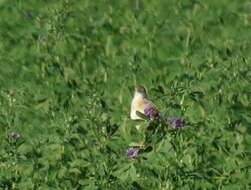 Image of Cisticola juncidis terrestris (Smith & A 1842)