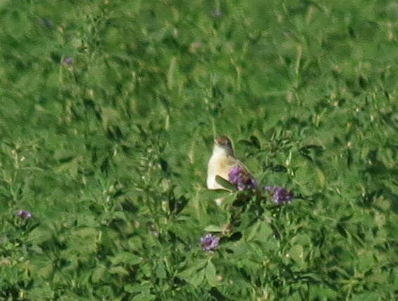 Image of Cisticola juncidis terrestris (Smith & A 1842)