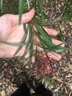 Sivun Callistemon linearifolius (Link) DC. kuva