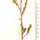 Image of Hermannia decipiens E. Mey.