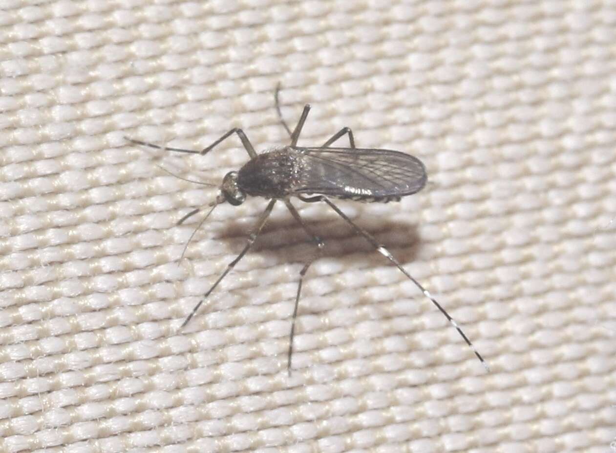Sivun Aedes taeniorhynchus (Wiedemann 1821) kuva