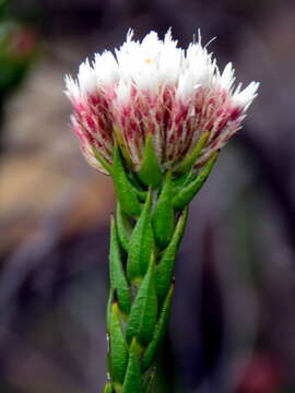 Image of Metalasia pulcherrima pallescens (Harv.) Karis