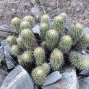 Image of Coryphantha glassii Dicht & A. Lüthy