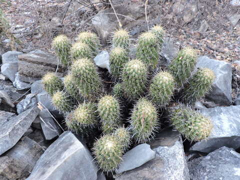 Imagem de Coryphantha glassii Dicht & A. Lüthy