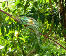 Image of Parson’s chameleon