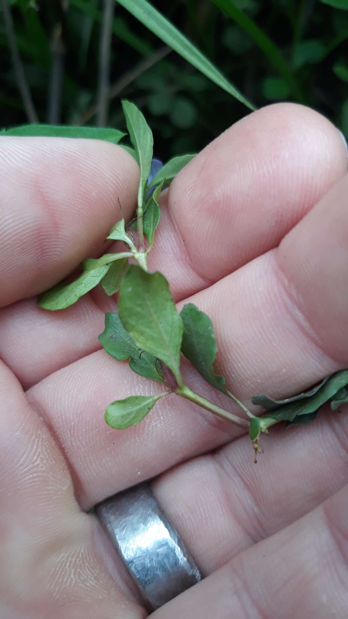 Image of Swamp Snakeherb