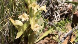 Image of Satyrium situsanguinum van der Niet & Liltved