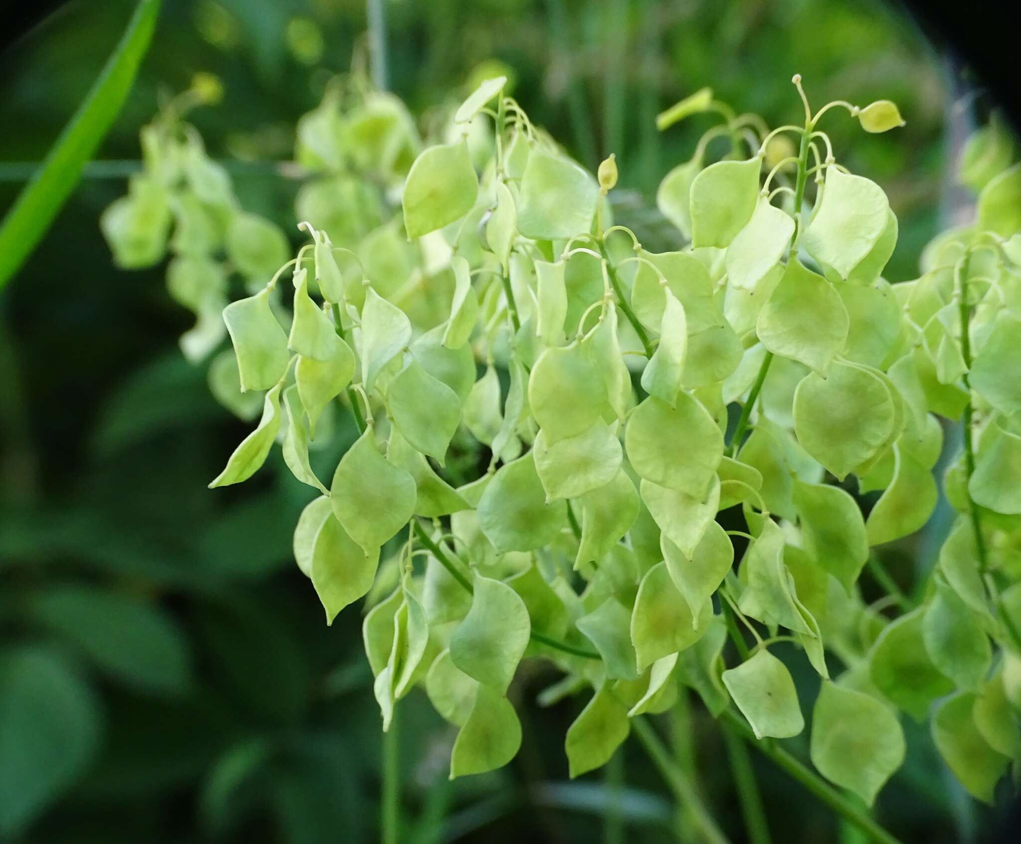 Imagem de Peltaria alliacea Jacq.