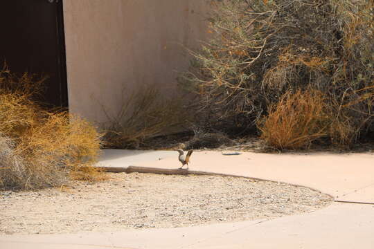 Image of Le Conte's Thrasher