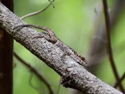 Imagem de Anolis angusticeps Hallowell 1856