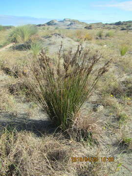 Image of Juncus kraussii Hochst.