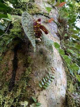 Image of Columnea purpureovittata (Wiehler) B. D. Morley