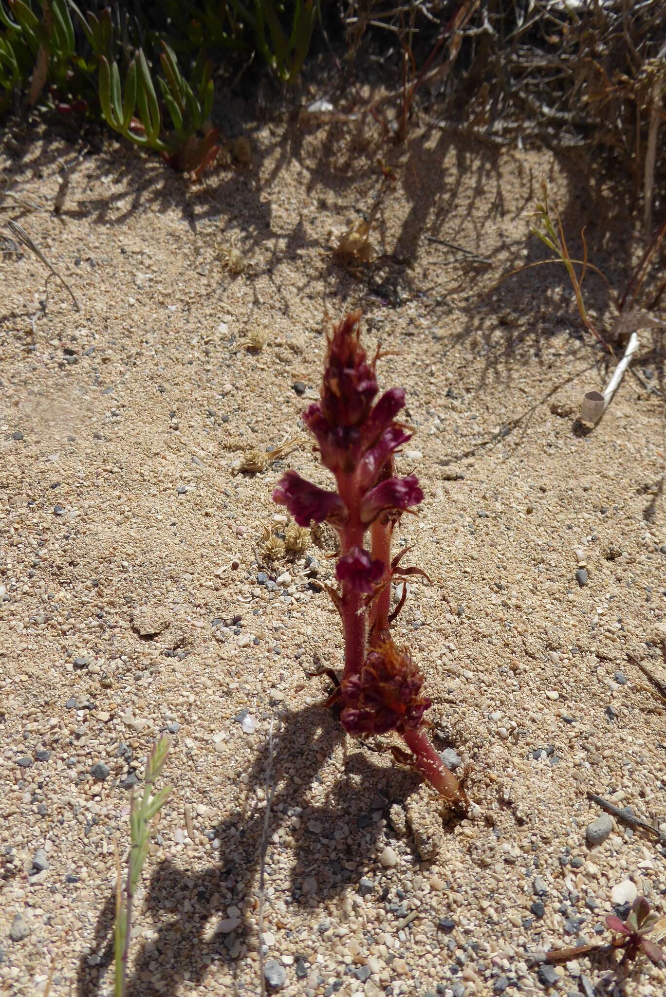 Orobanche sanguinea C. Presl的圖片