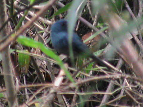 Image of Nilgiri Flycatcher