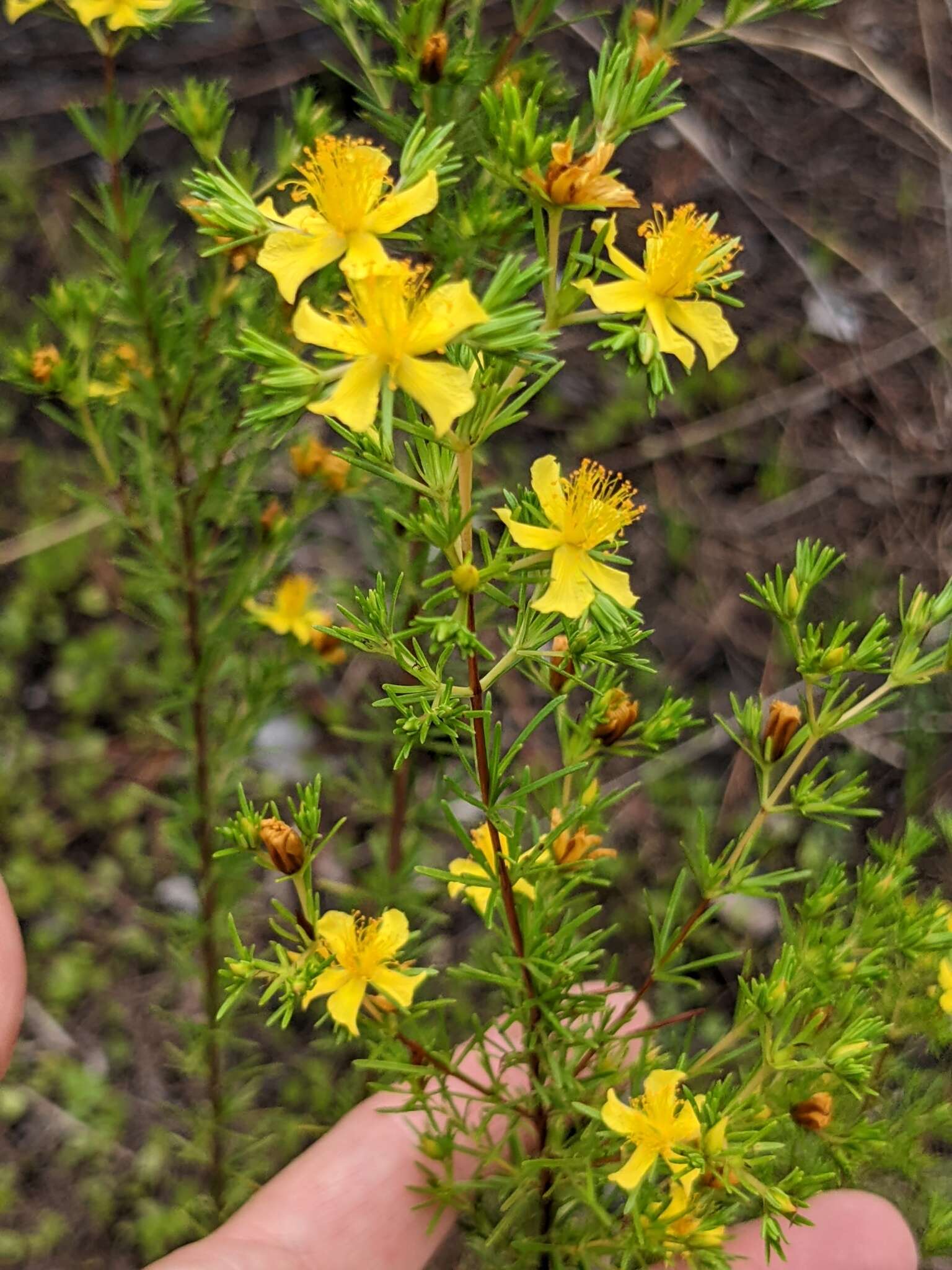 Imagem de Hypericum nitidum Lam.