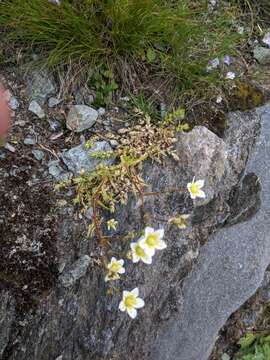 Image of Saxifraga aspera L.