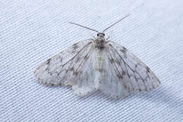 Image of Western False Hemlock Looper