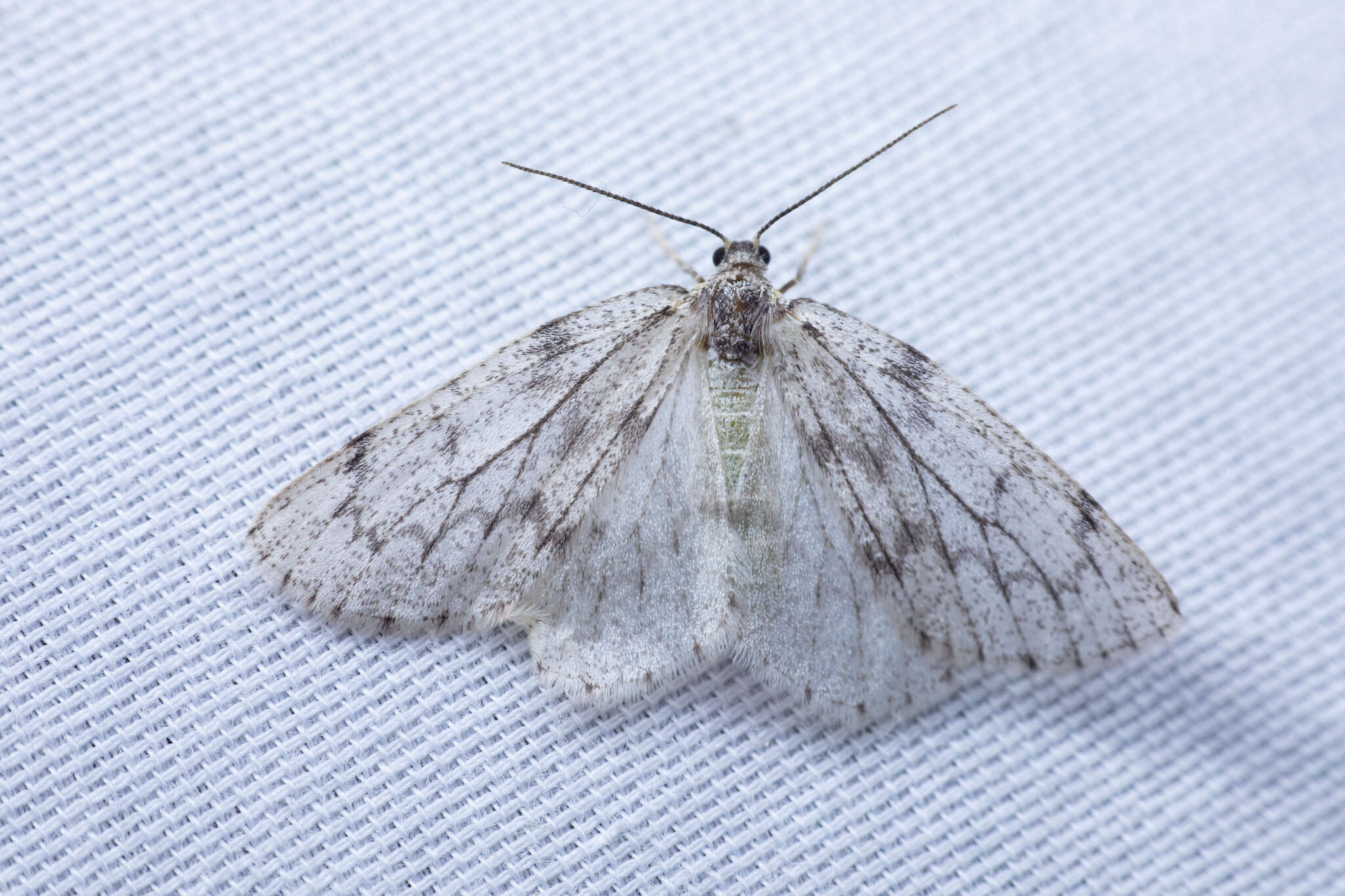 Image of Western False Hemlock Looper