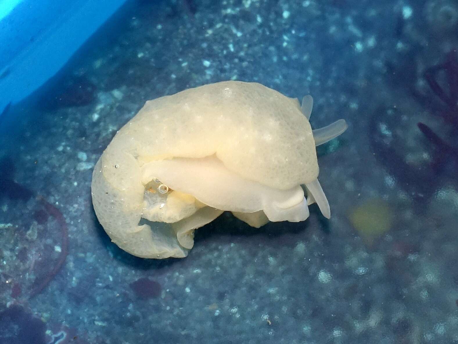 Image of yellow-plumed sea slug