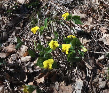 Image of Viola uniflora L.