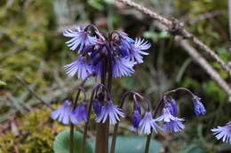 Image of Soldanella montana Willd.