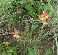 Image de Castilleja indivisa Engelm.