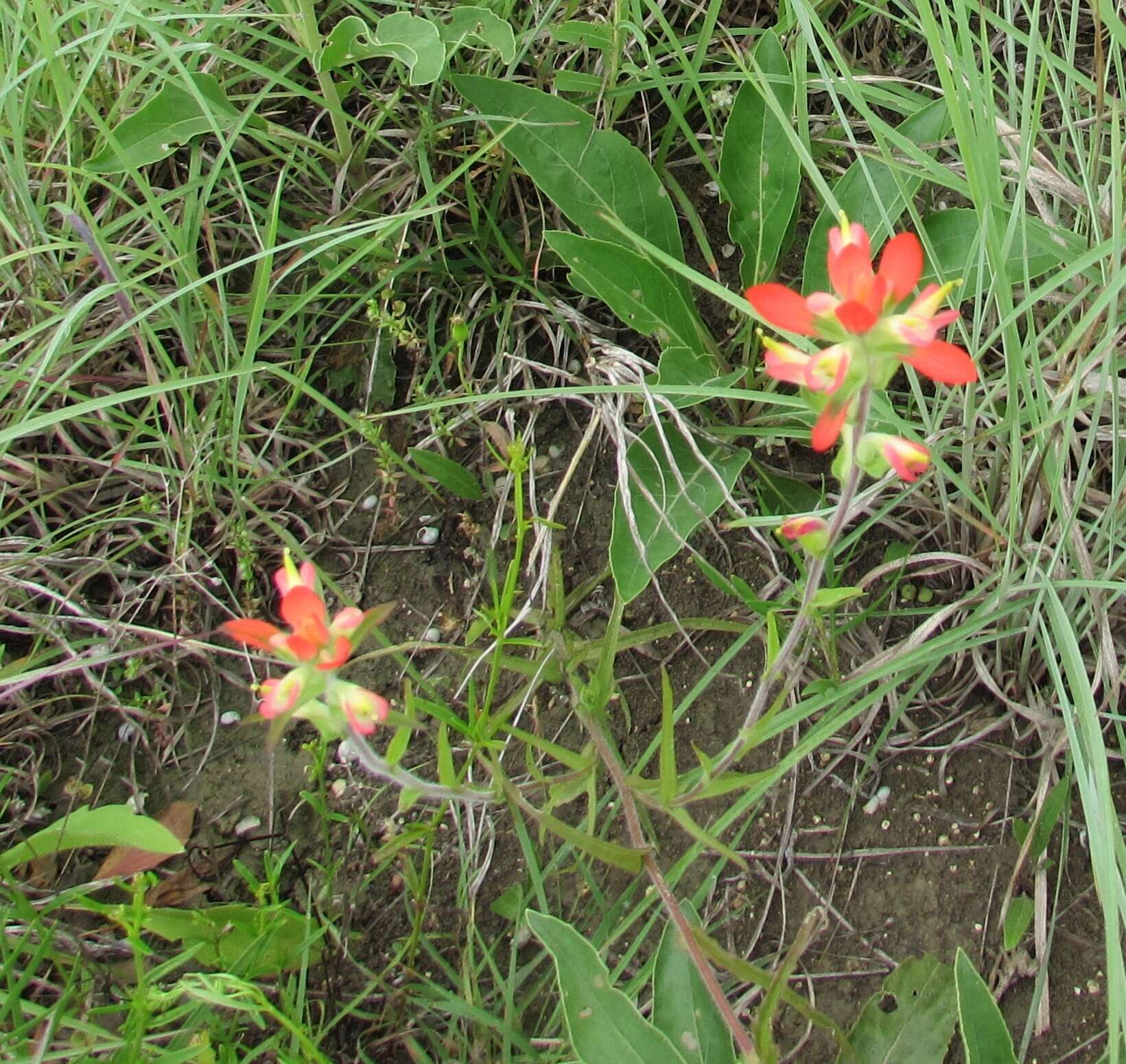 Image de Castilleja indivisa Engelm.