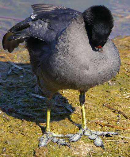 Image of Fulica Linnaeus 1758