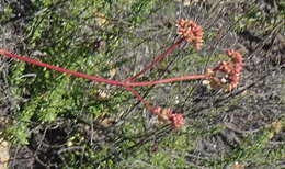 Image of Redleaf crassula