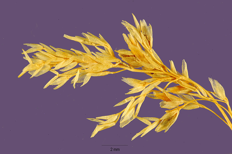 Poa pratensis (rights holder: "<a href=""http://www.ars.usda.gov/main/site_main.htm?modecode=12-75-39-00"">ARS Systematic Botany and Mycology Laboratory</a>. Islamic Republic of Iran.")