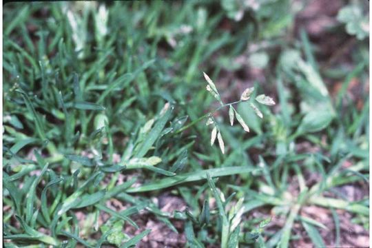 Image of Annual Meadow Grass