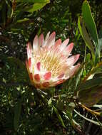 Image de Protea repens (L.) L.