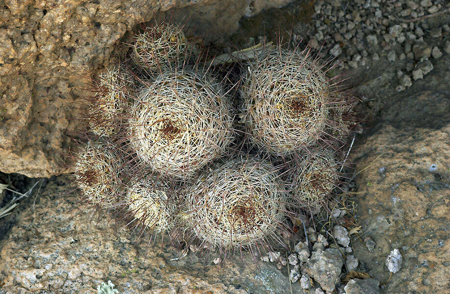 Image de Mammillaria decipiens subsp. decipiens