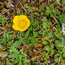 Image of Ranunculus pascuinus (Hook. fil.) Melville