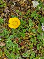 Image of Ranunculus pascuinus (Hook. fil.) Melville