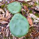 Image of <i>Opuntia mesacantha</i>