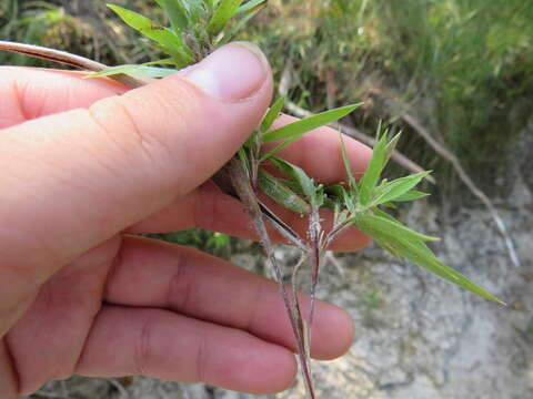 Panicum acuminatum var. lindheimeri (Nash) Beetle的圖片