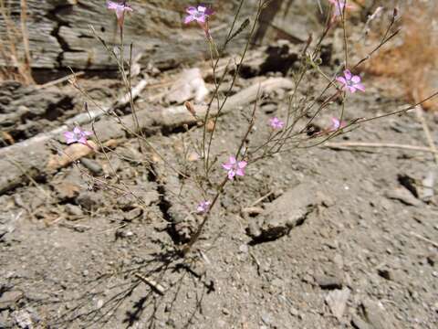 Image of volcanic gilia