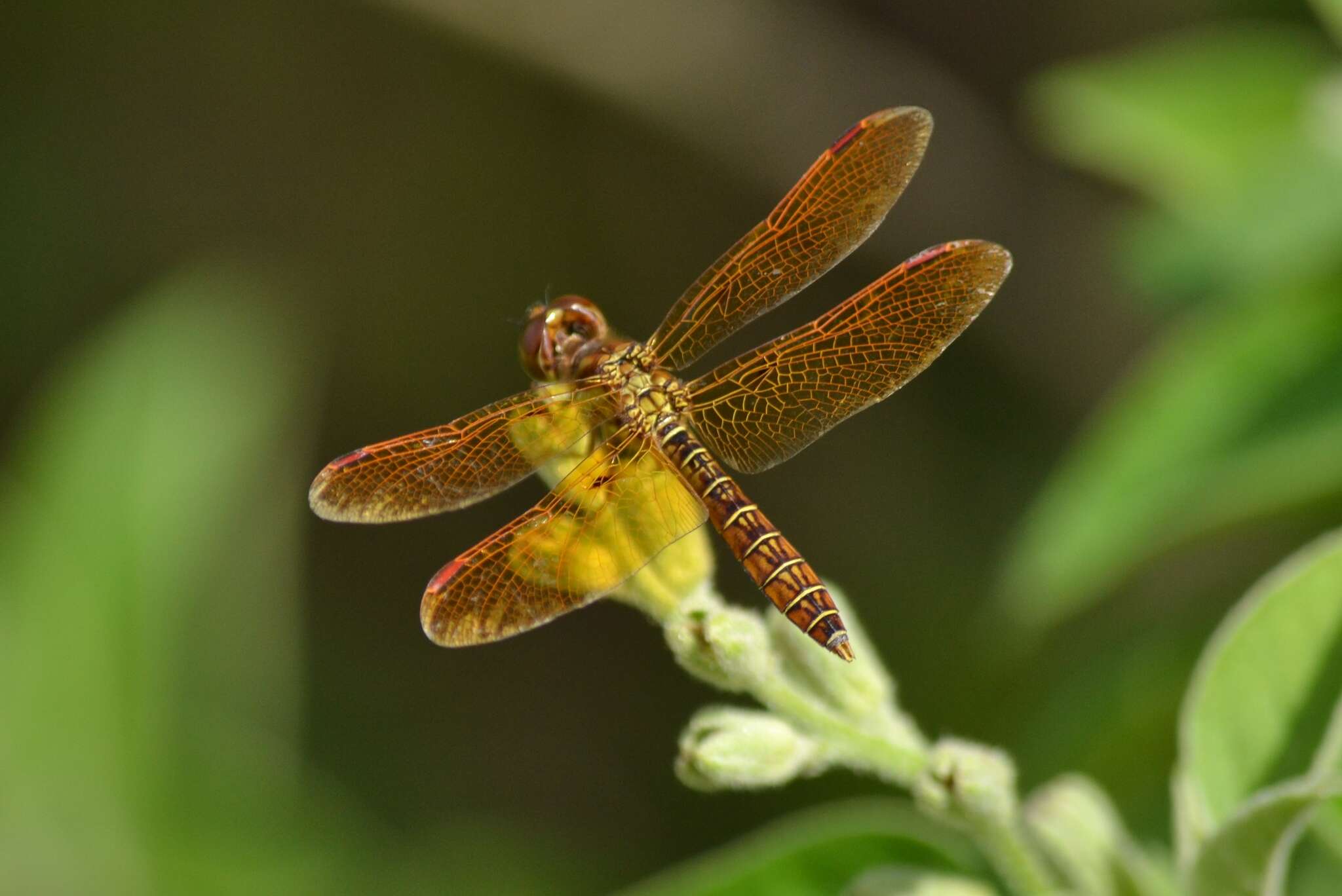 Image of Eastern Amberwing