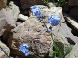 Image of Alpine forget-me-not