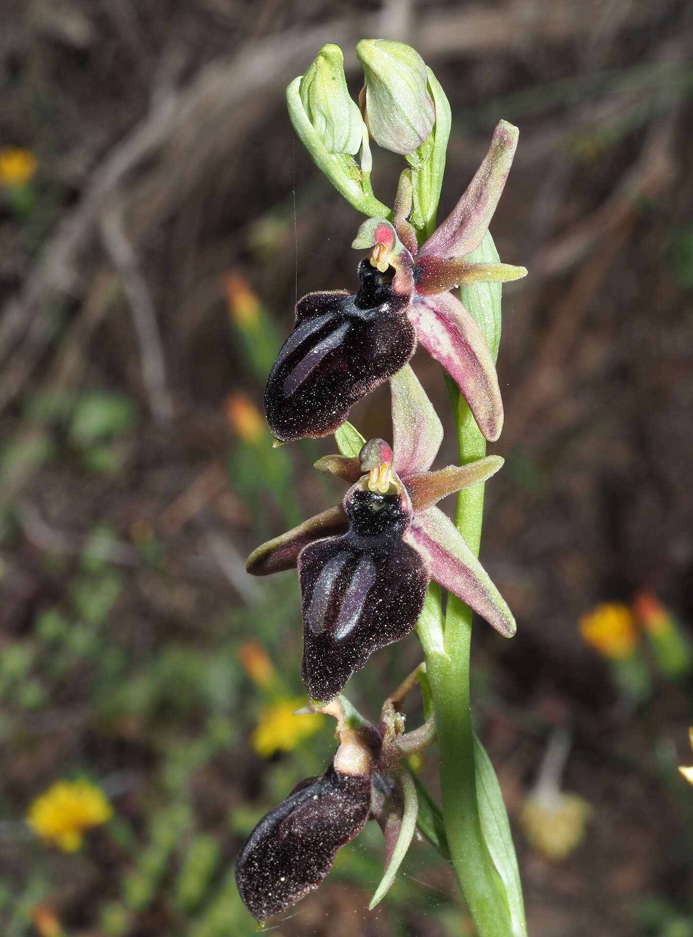 Image of Ophrys sphegodes subsp. spruneri (Nyman) E. Nelson