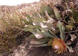 Image de Protea laevis R. Br.