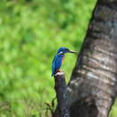 Image of Alcedo atthis hispidoides Lesson & R 1837